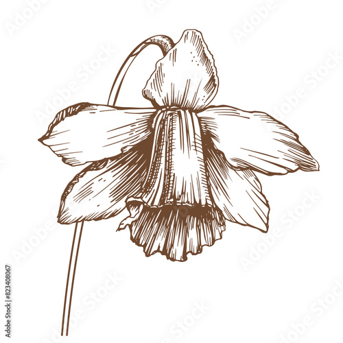 Narcissus flower. Opened flower. Vector illustration.
