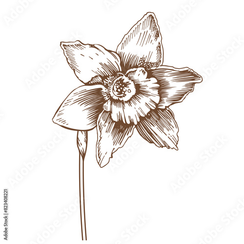 Narcissus flower. Opened flower. Vector illustration.