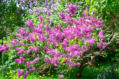 Bushes of blooming violet lilacs in the park.