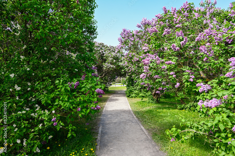 Alley Bushes of blooming purple lilacs in the park.