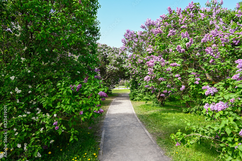 Alley Bushes of blooming purple lilacs in the park. Alley Bushes of blooming purple lilacs in the park.