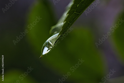 Closeup of a raindrop on a green leaf © Wirestock