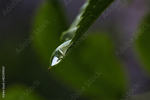 Closeup of a raindrop on a green leaf