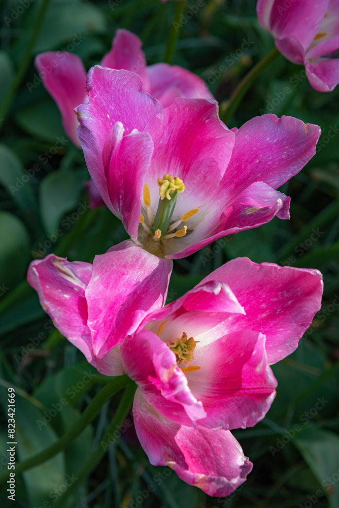Tulip Backpacker. Exquisite and rare varieties of flowers. Vertical photo Tulip Backpacker. Exquisite and rare varieties of flowers. Vertical photo