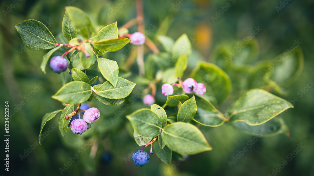 Blueberry plant with ripe blueberries and green leaves in the background Blueberry plant with ripe blueberries and green leaves in the background