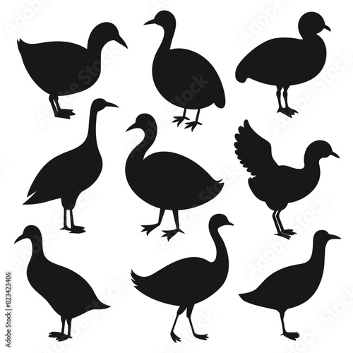 Set of coot animal Silhouette Vector on a white background