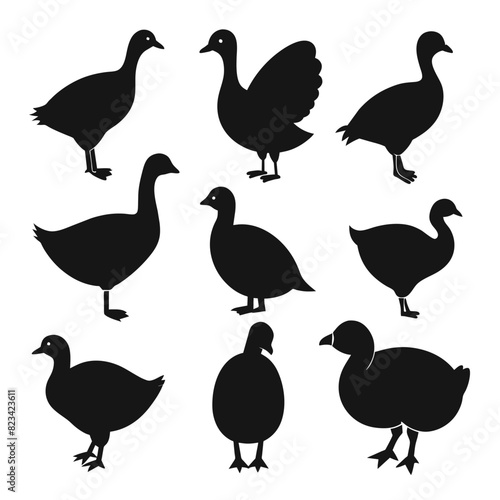 Set of coot animal Silhouette Vector on a white background