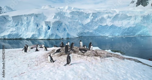 Penguins colony on Antarctic mountain coastline. Gentoo penguins nesting, towering iceberg, snow covered glacier in cold ocean water in background. Explore wildlife in Antarctica. Panoramic shot