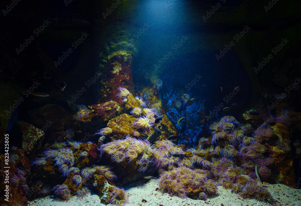 Fototapeta premium Tropical fish in aquarium in zoo