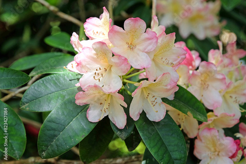 Canvastavla Pink and cream Rhododendron ‘Percy Wiseman’ in flower