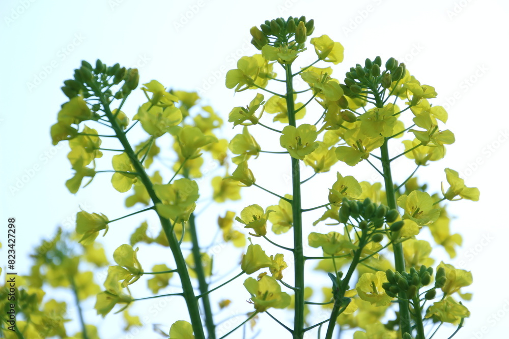 菜の花 菜の花