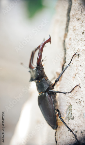 Beetle deer close-up. Large horned beetle on a branch. white background