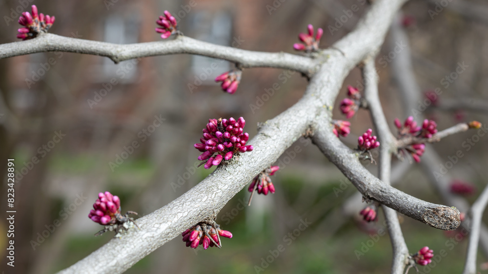 Cercis canadensis, eastern redbud, Known as Judas tree , flower buds - ready to pop. Close up. Selective focus Cercis canadensis, eastern redbud, Known as Judas tree , flower buds - ready to pop. Close up. Selective focus