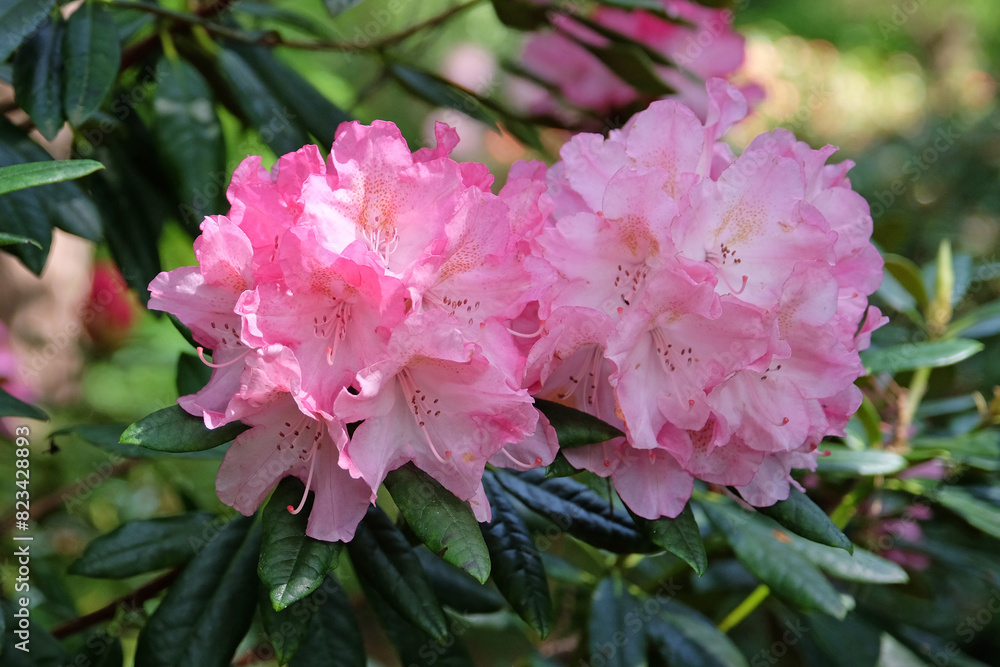 Pink Rhododendron ‘Hydon Hunter’ in flower. Pink Rhododendron ‘Hydon Hunter’ in flower.