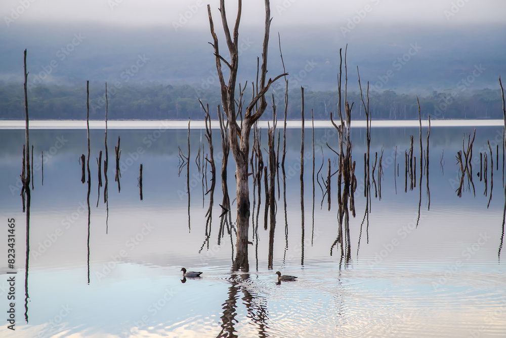 Dead trees reflect in the calm lake water early in the morning, Lake Bellfield, Grampians, South Australia Dead trees reflect in the calm lake water early in the morning, Lake Bellfield, Grampians, South Australia