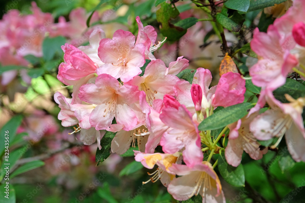 Obraz premium Pink and cream Rhododendron ‘Percy Wiseman’ in flower
