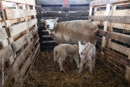 Ewe and her lambs penned up inside barn, Cotswolds, Gloucestershire, England, UK