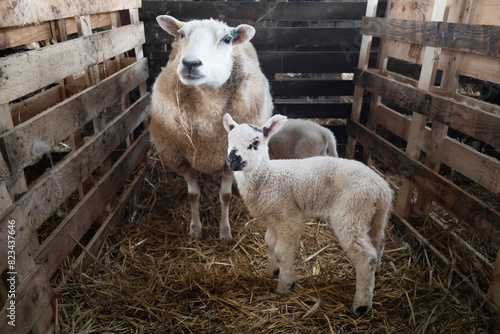 Ewe and her lambs penned up inside barn, Cotswolds, Gloucestershire, England, UK