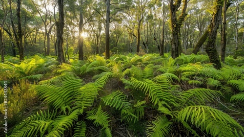 Lush ferns in a mystical forest clearing, sunlight streaming through trees