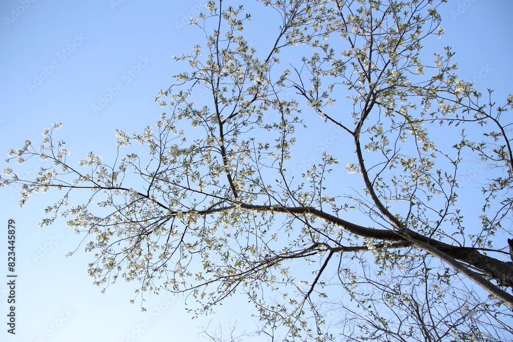 Fototapeta premium 桜 チェリーブロッサム
