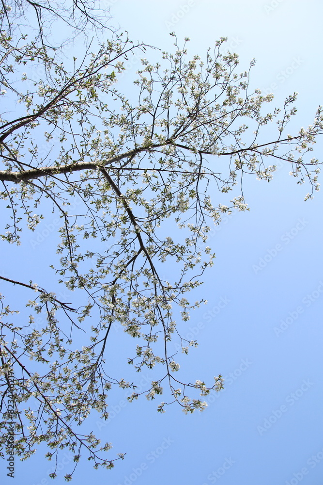 桜　チェリーブロッサム