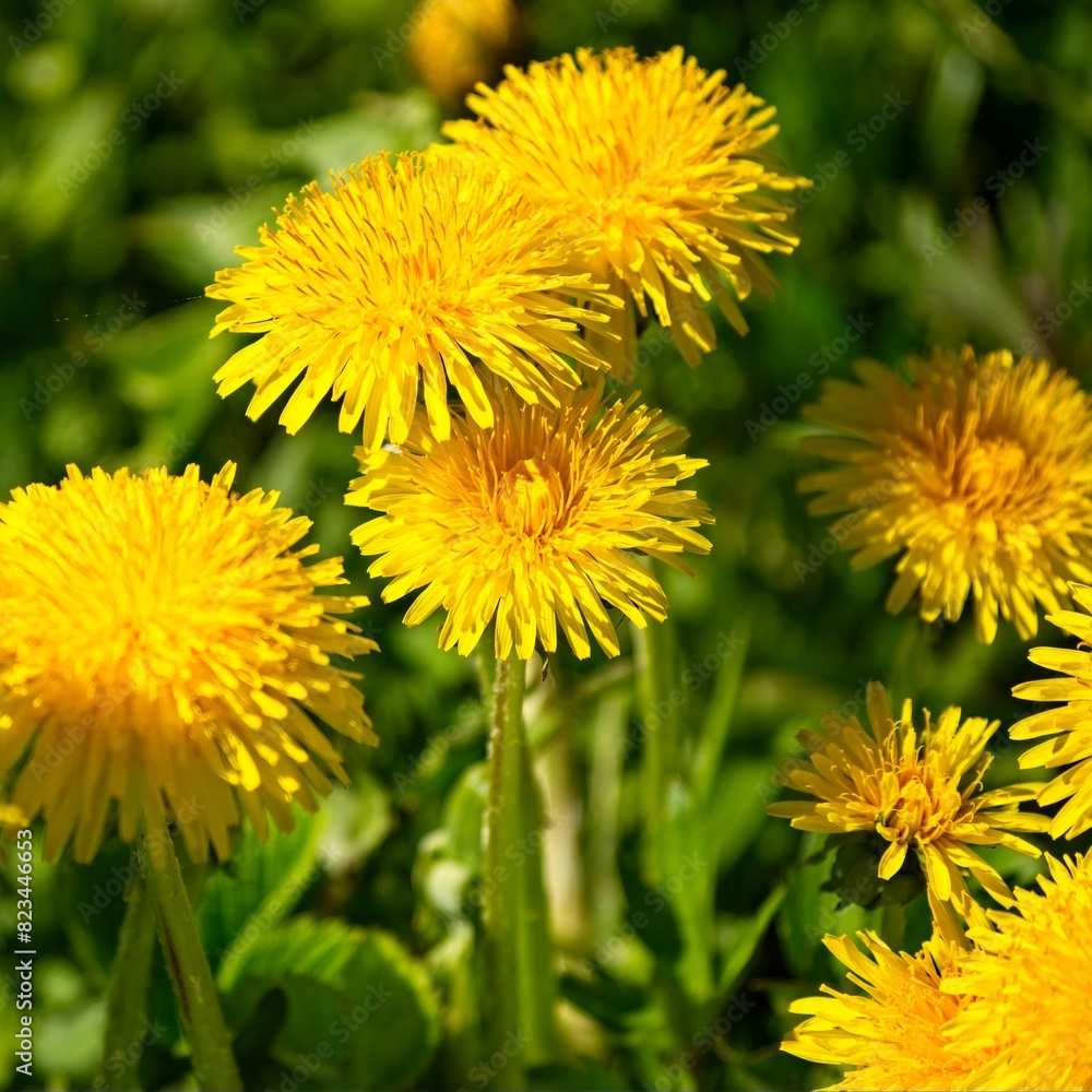 Yellow spring dandelions among young green grass in spring. Yellow spring dandelions among young green grass in spring.
