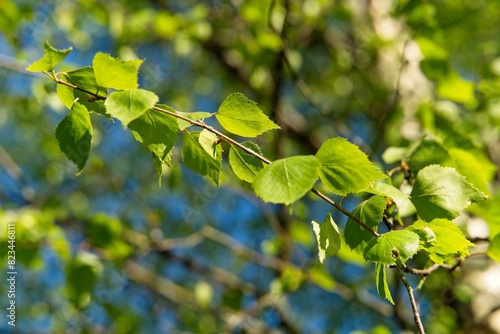 Birch branch with young leaves against the background of the spring sky.                            