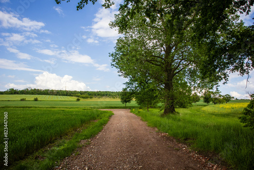Landscape with country road and green meadows and tree
