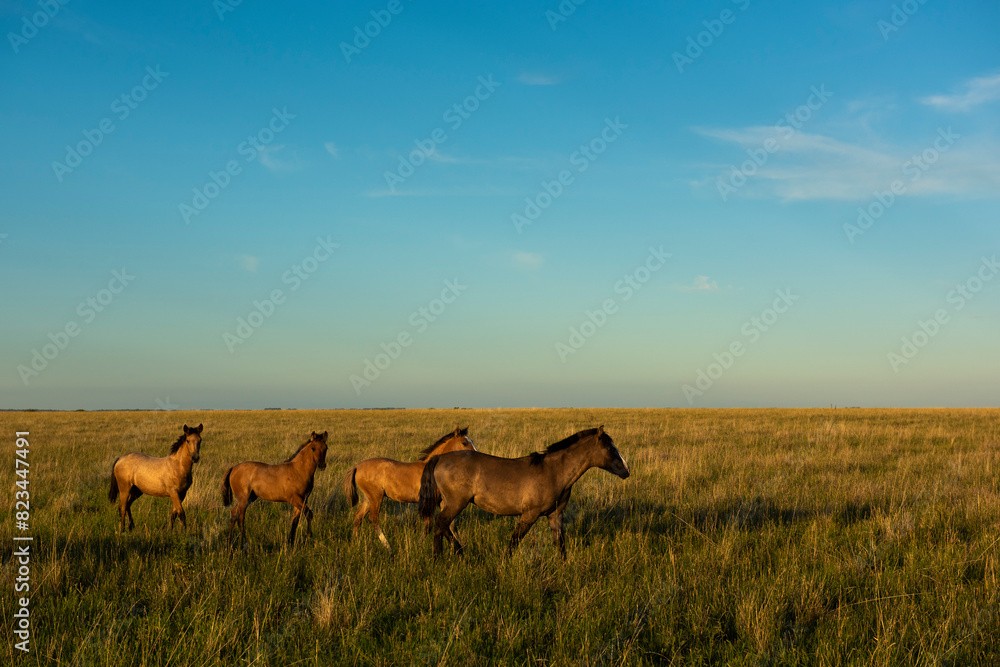 Naklejka premium Horses in the Argentine coutryside, La Pampa province, Patagonia, Argentina.