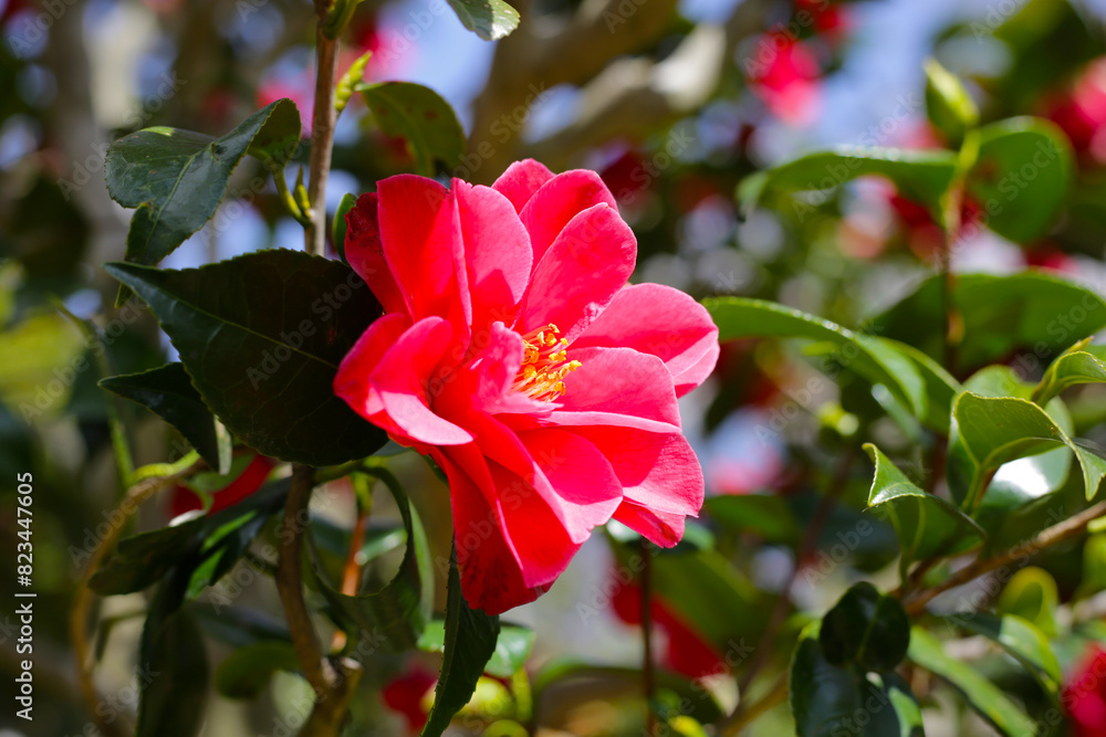 Beautiful camellia flower on tree. The Expo 70 Commemorative Park, Osaka, Japan Beautiful camellia flower on tree. The Expo 70 Commemorative Park, Osaka, Japan