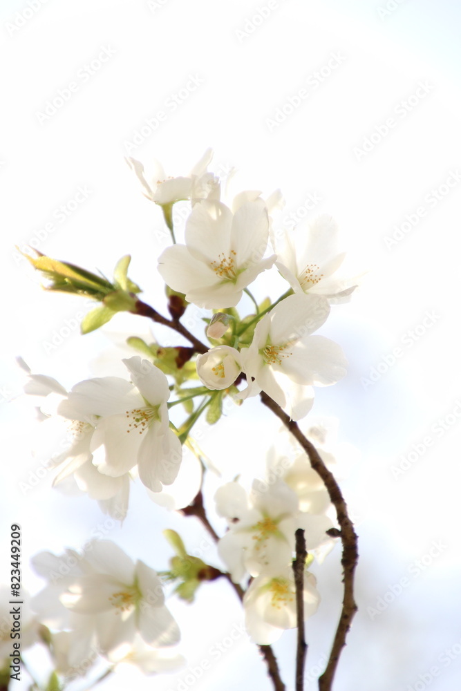 Obraz premium 桜 チェリーブロッサム