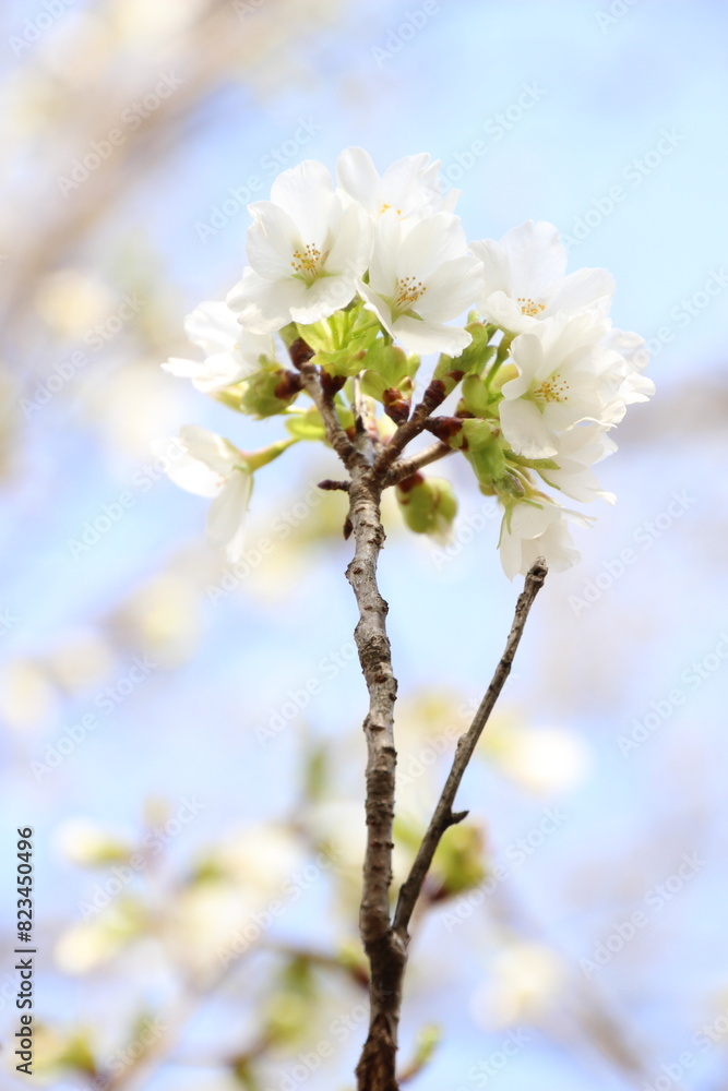 Obraz premium 桜 チェリーブロッサム