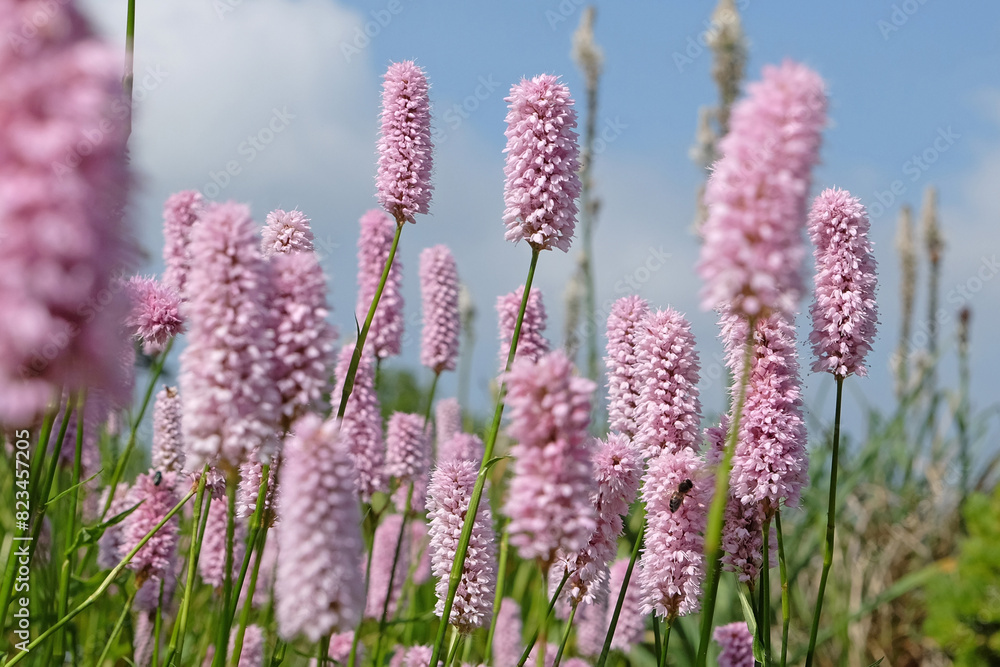 Obraz premium Pink Bistorta officinalis or, Persicaria bistorta, known as bistort, common bistort, European bistort, or meadow bistort in flower.