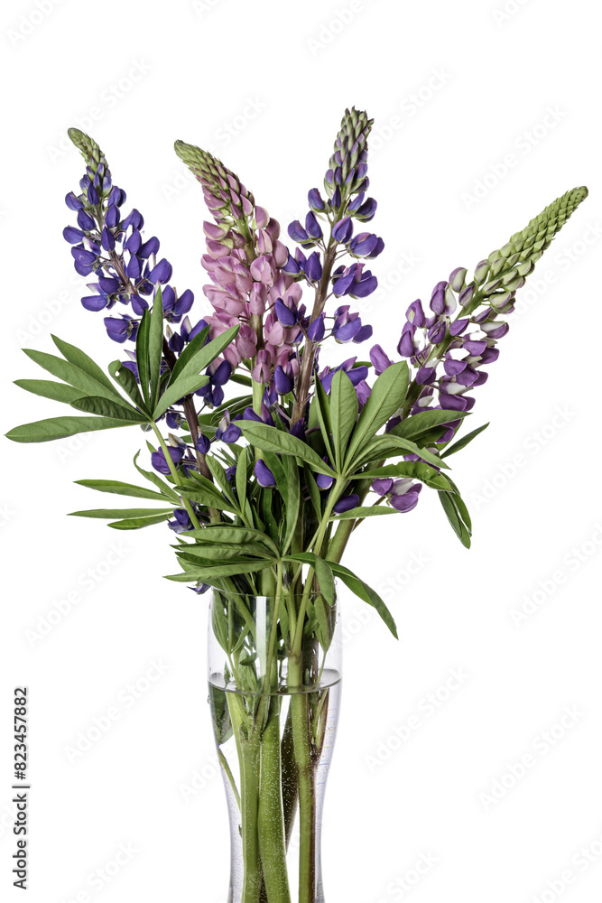 Fototapeta premium lupine in studio