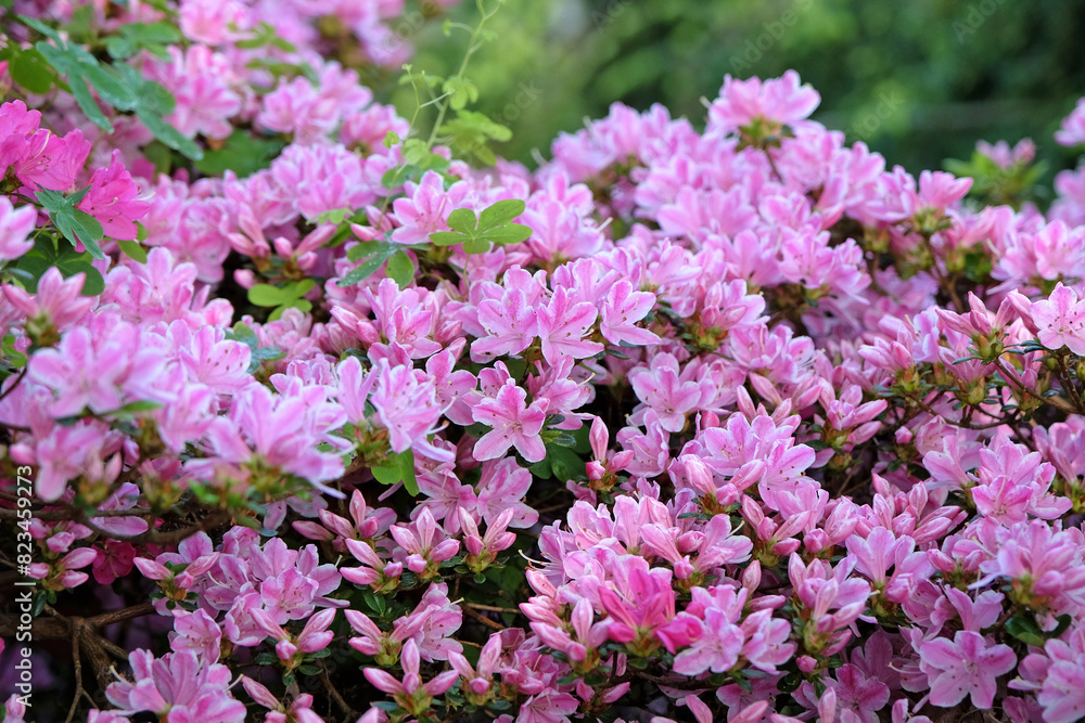 Pink and white Rhododendron azalea ‘Kermesinum Rose’ in flower. Pink and white Rhododendron azalea ‘Kermesinum Rose’ in flower.