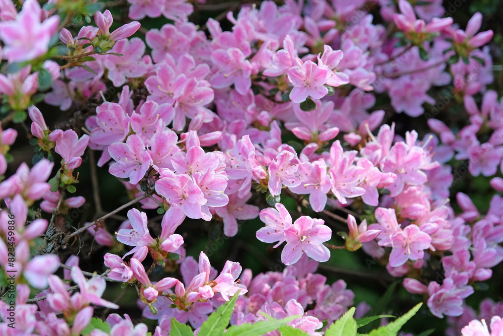 Pink and white Rhododendron azalea ‘Kermesinum Rose’ in flower. Pink and white Rhododendron azalea ‘Kermesinum Rose’ in flower.