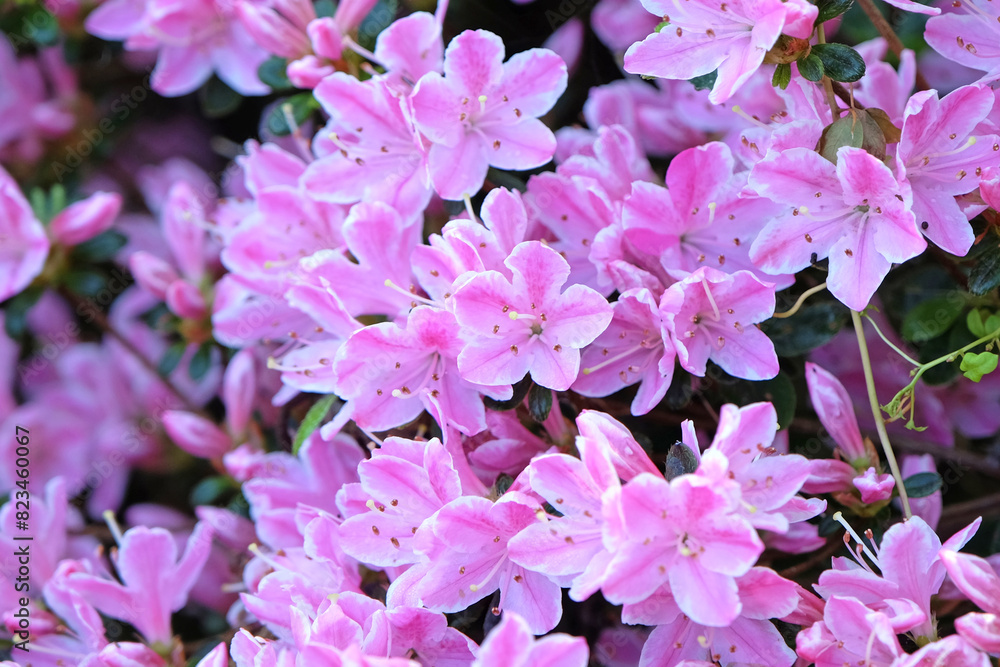 Pink and white Rhododendron azalea ‘Kermesinum Rose’ in flower. Pink and white Rhododendron azalea ‘Kermesinum Rose’ in flower.