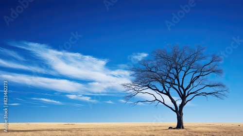 tree blue sky overlay