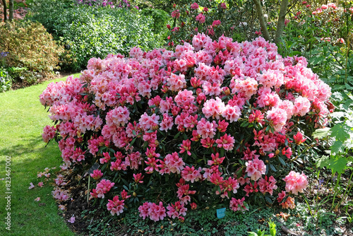 Pink and red Rhododendron azalea ‘Hydon Dawn’ in flower.