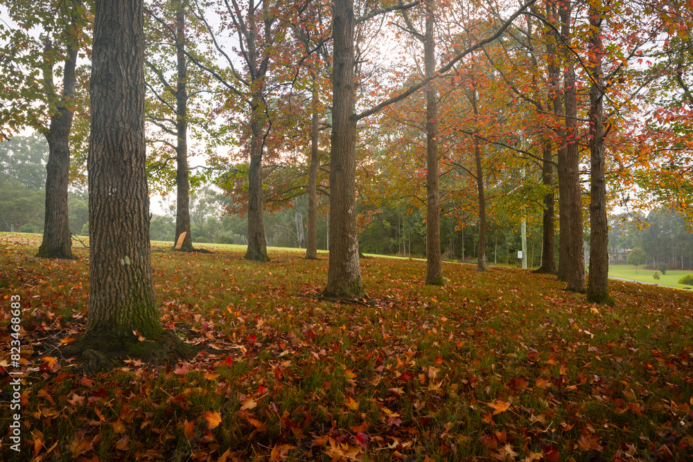 Autumn tree foliage in the park.