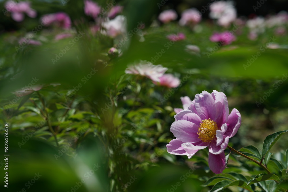 Faint Pink Flowers of Peony in Full Bloom Faint Pink Flowers of Peony in Full Bloom