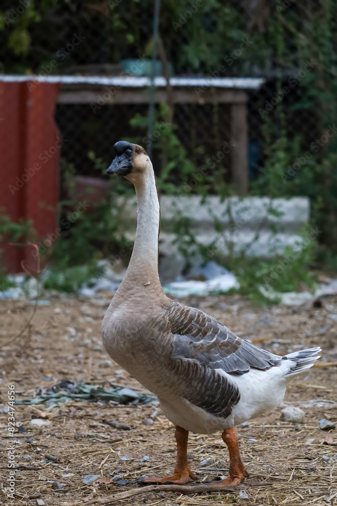 gray goose walking in farm at thailand gray goose walking in farm at thailand
