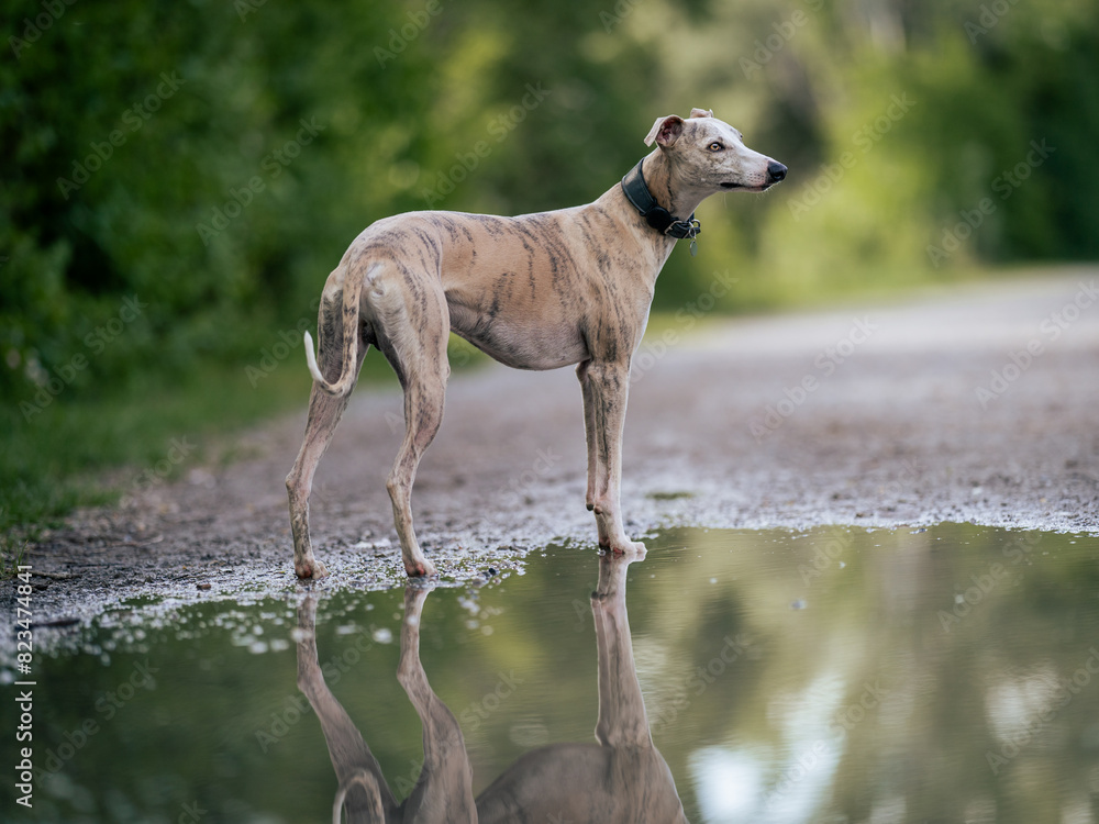 Cute fawn brindle whippet standing in a puddle with a reflection of him Cute fawn brindle whippet standing in a puddle with a reflection of him