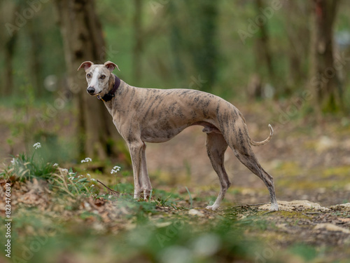 Slika na platnu Beautiful blue fawn brindle whippet standing in the forest