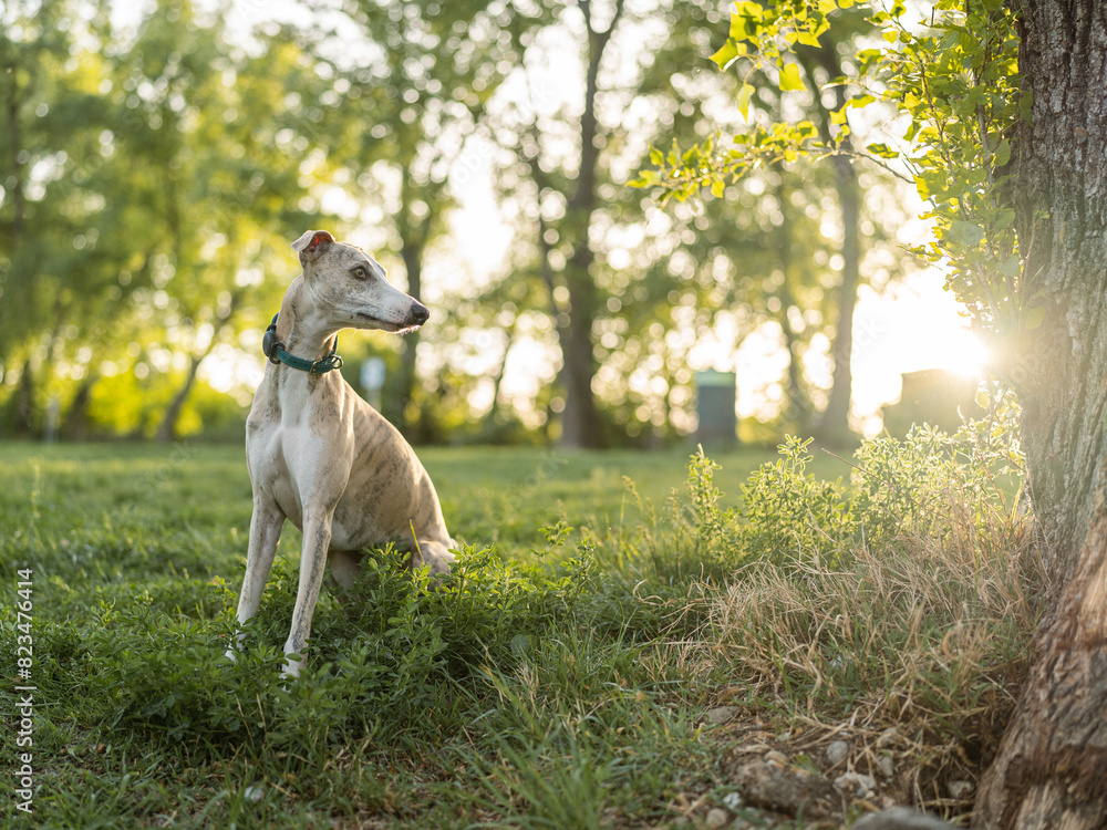 Beautiful portrait of a blue fawn brindle whippet, looking at the sunset, surrounded by green nature