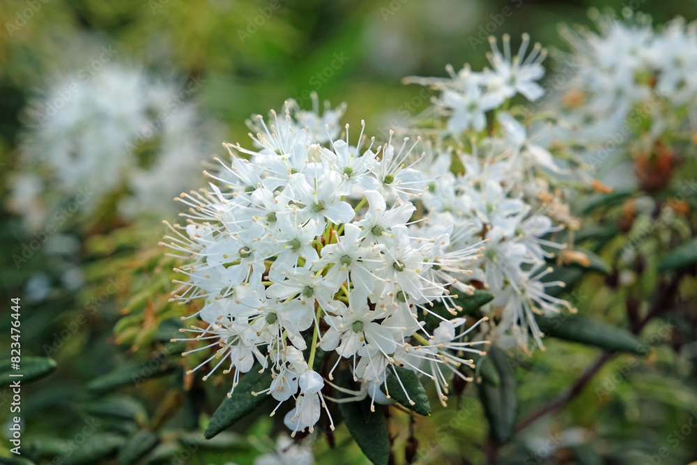 White Rhododendron groenlandicum, or Labrador Tea, in flower. White Rhododendron groenlandicum, or Labrador Tea, in flower.