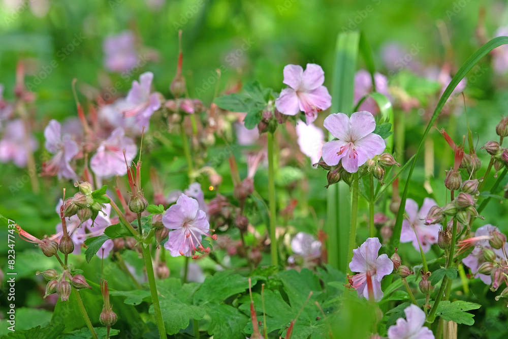 Daily pale pink Geranium macrorrhizum ‘Ingwersen's Variety’, also known as bigroot geranium, Bulgarian geranium, and rock crane’s bill in flower. Daily pale pink Geranium macrorrhizum ‘Ingwersen's Variety’, also known as bigroot geranium, Bulgarian geranium, and rock crane’s bill in flower.