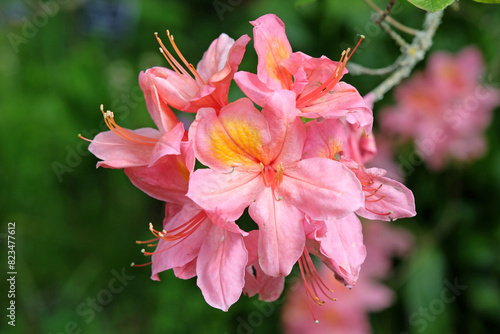 Pink and orange Rhododendron azalea ‘Mount Saint Helen’s’ in flower.