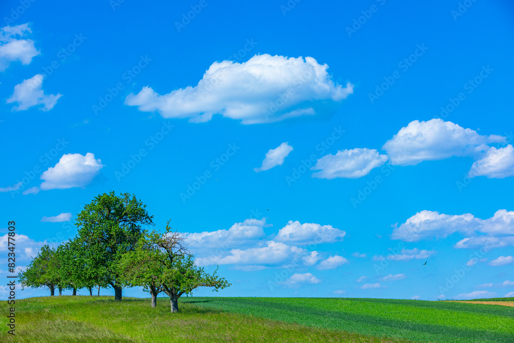 Obraz premium scenic view to a group of trees on the field