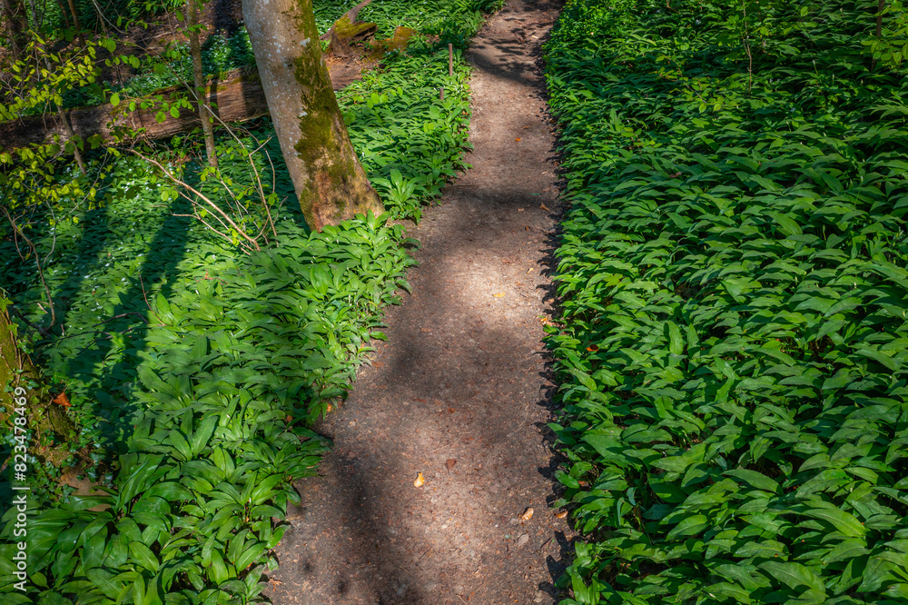 wild garlic grows along a trail wild garlic grows along a trail